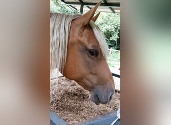 American Quarter Horse, Klacz, 7 lat, 147 cm, Izabelowata