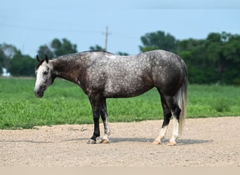 American Quarter Horse, Klacz, 7 lat, 147 cm, Siwa