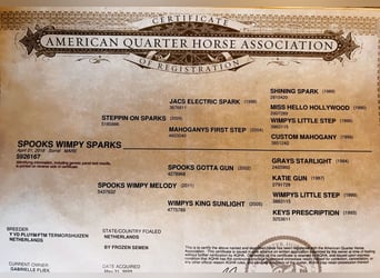 American Quarter Horse, Klacz, 7 lat, 148 cm, Rabicano