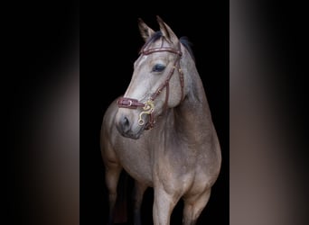 American Quarter Horse Mix, Klacz, 7 lat, 149 cm, Jelenia