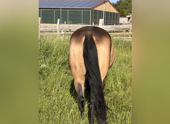 American Quarter Horse, Klacz, 7 lat, 149 cm, Jelenia