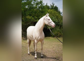 American Quarter Horse, Klacz, 7 lat, 150 cm, Cremello