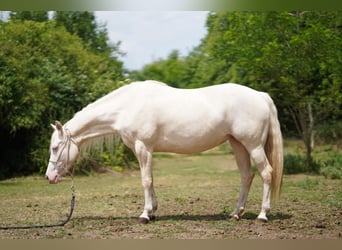 American Quarter Horse, Klacz, 7 lat, 150 cm, Cremello