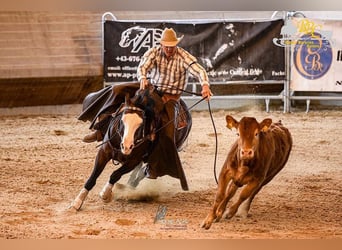 American Quarter Horse, Klacz, 7 lat, 150 cm, Gniada