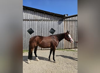 American Quarter Horse, Klacz, 7 lat, 150 cm, Gniada