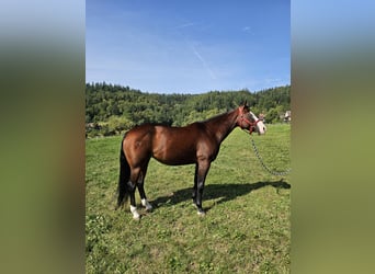 American Quarter Horse, Klacz, 7 lat, 150 cm, Gniada