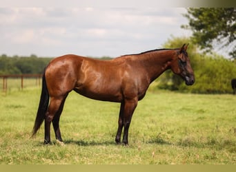 American Quarter Horse, Klacz, 7 lat, 150 cm, Gniada