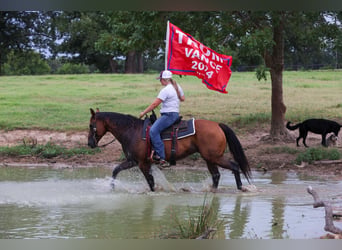 American Quarter Horse, Klacz, 7 lat, 150 cm, Gniada