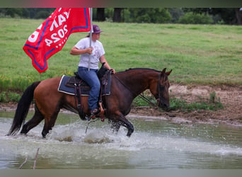 American Quarter Horse, Klacz, 7 lat, 150 cm, Gniada