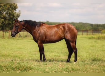 American Quarter Horse, Klacz, 7 lat, 150 cm, Gniada