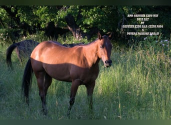 American Quarter Horse, Klacz, 7 lat, 150 cm, Gniada