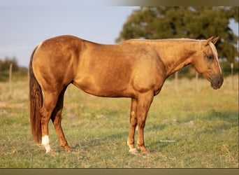 American Quarter Horse, Klacz, 7 lat, 150 cm, Izabelowata