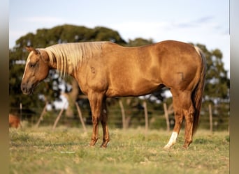 American Quarter Horse, Klacz, 7 lat, 150 cm, Izabelowata