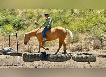 American Quarter Horse, Klacz, 7 lat, 150 cm, Izabelowata