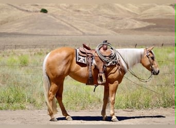 American Quarter Horse, Klacz, 7 lat, 150 cm, Izabelowata