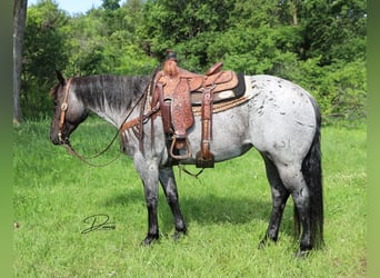 American Quarter Horse, Klacz, 7 lat, 150 cm, Karodereszowata