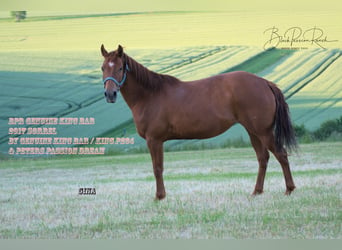 American Quarter Horse, Klacz, 7 lat, 150 cm, Kasztanowata
