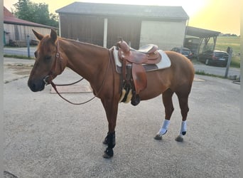 American Quarter Horse, Klacz, 7 lat, 151 cm, Bułana