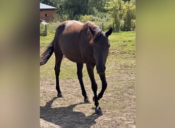 American Quarter Horse Mix, Klacz, 7 lat, 151 cm, Kara