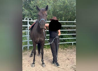 American Quarter Horse Mix, Klacz, 7 lat, 151 cm, Kara