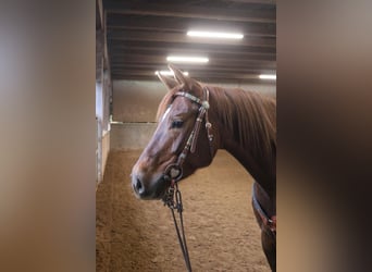 American Quarter Horse, Klacz, 7 lat, 151 cm
