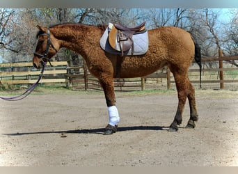 American Quarter Horse, Klacz, 7 lat, 152 cm, Bułana