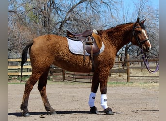 American Quarter Horse, Klacz, 7 lat, 152 cm, Bułana
