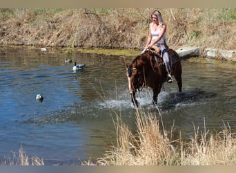 American Quarter Horse, Klacz, 7 lat, 152 cm, Bułana