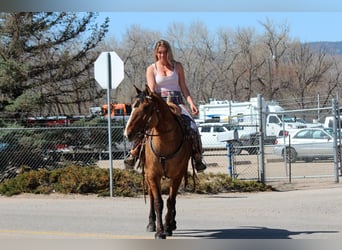 American Quarter Horse, Klacz, 7 lat, 152 cm, Bułana