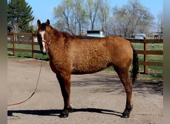 American Quarter Horse, Klacz, 7 lat, 152 cm, Bułana