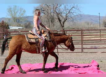 American Quarter Horse, Klacz, 7 lat, 152 cm, Bułana