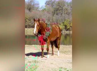 American Quarter Horse, Klacz, 7 lat, 152 cm, Cisawa