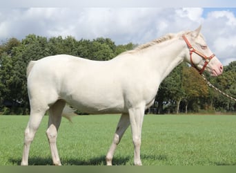 American Quarter Horse, Klacz, 7 lat, 152 cm, Cremello