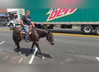 American Quarter Horse, Klacz, 7 lat, 152 cm, Gniada