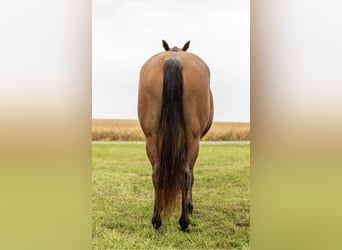 American Quarter Horse, Klacz, 7 lat, 152 cm, Gniadodereszowata