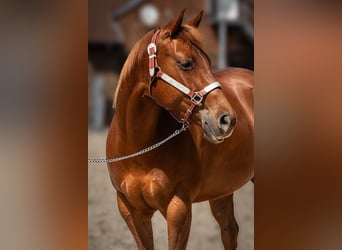 American Quarter Horse, Klacz, 7 lat, 152 cm, Kasztanowata