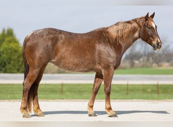 American Quarter Horse, Klacz, 7 lat, 152 cm, Kasztanowatodereszowata