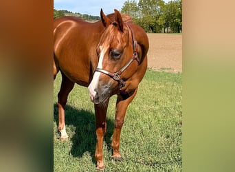 American Quarter Horse, Klacz, 7 lat, 153 cm, Gniadodereszowata
