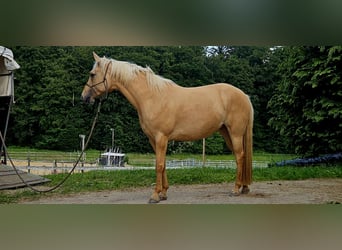American Quarter Horse, Klacz, 7 lat, 154 cm, Izabelowata