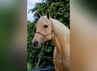 American Quarter Horse, Klacz, 7 lat, 154 cm, Izabelowata