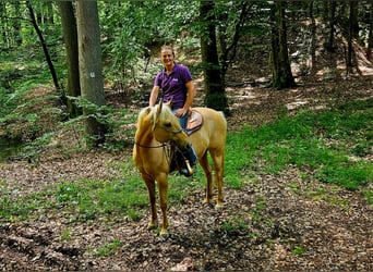 American Quarter Horse, Klacz, 7 lat, 154 cm, Izabelowata