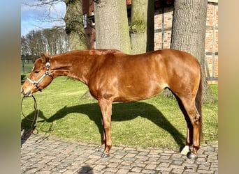 American Quarter Horse, Klacz, 7 lat, 154 cm, Kasztanowata