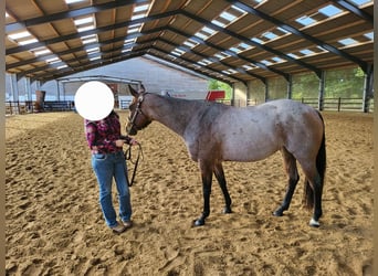 American Quarter Horse, Klacz, 7 lat, 155 cm, Gniadodereszowata