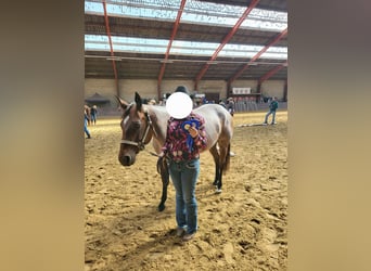 American Quarter Horse, Klacz, 7 lat, 155 cm, Gniadodereszowata