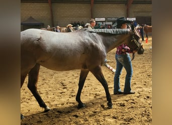 American Quarter Horse, Klacz, 7 lat, 155 cm, Gniadodereszowata