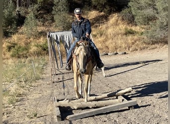 American Quarter Horse, Klacz, 7 lat, 155 cm, Izabelowata
