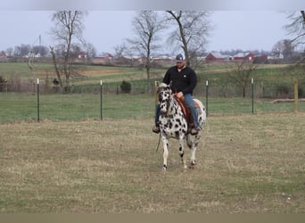 American Quarter Horse, Klacz, 7 lat, 155 cm, Tarantowata