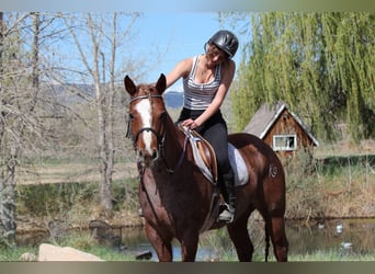 American Quarter Horse, Klacz, 7 lat, 157 cm, Kasztanowatodereszowata