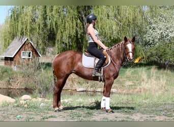 American Quarter Horse, Klacz, 7 lat, 157 cm, Kasztanowatodereszowata