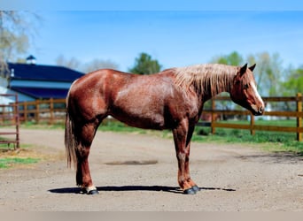 American Quarter Horse, Klacz, 7 lat, 157 cm, Kasztanowatodereszowata